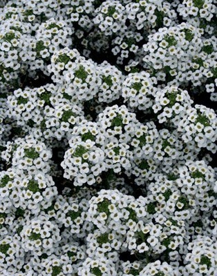 Lobularia snow princess