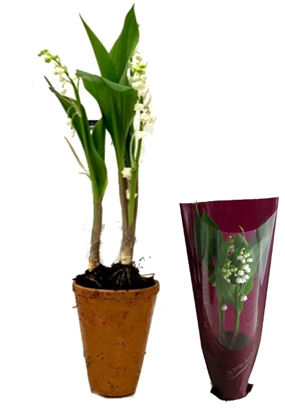 Muguet 2 Brins Géant EXTRA