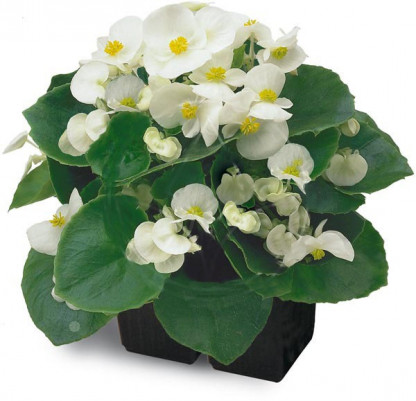Bégonia Blanc FV Ambas.