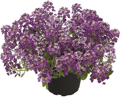 Lobularia