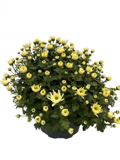 Cpe de Multifleurs Jaune D23
