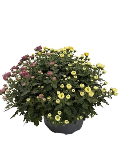 Cpe de Multifleurs Multicolore D23