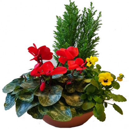 D18 - Coupe couleur 3 plantes