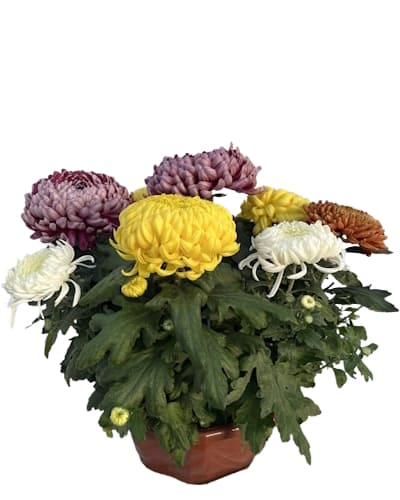 Coupe Grosse Fleurs 8/9T Multicolore