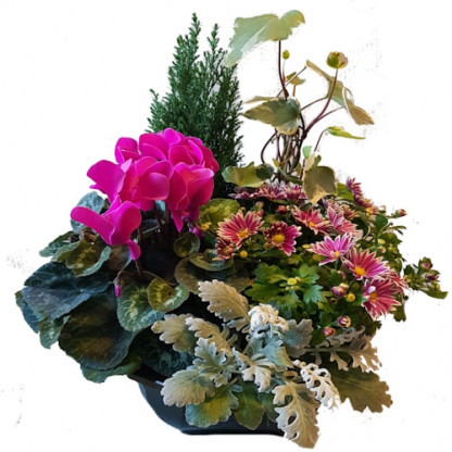 D32 - Coupe couleur 5 plantes