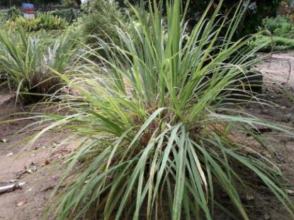 Citronnelle de Madagascar