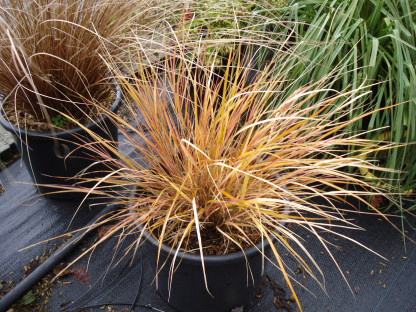 Stipa Arundinacea Sirocco