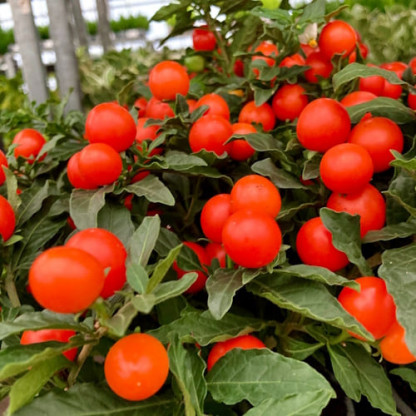 Solanum Fleurs et Boules Rouges