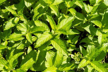 Menthe Verte Swiss