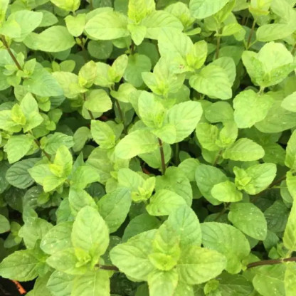 Menthe Orange Grenada