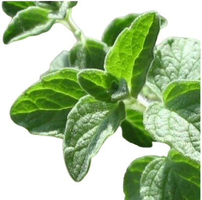 Origan Vert Margeritha