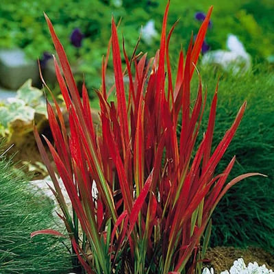 Imperata Cylindrica Red Baron