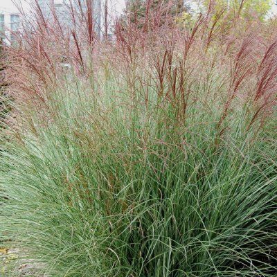 Miscanthus Morning Light