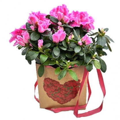 Azalée pot couleur