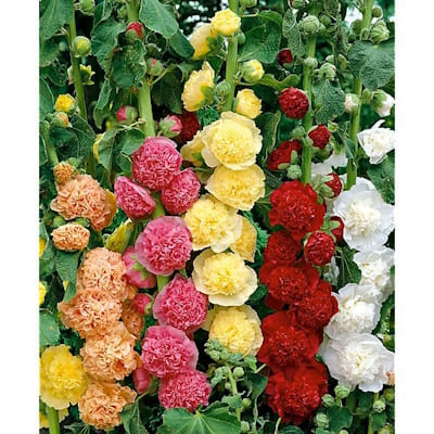 Rose Trémière Dbl Varié