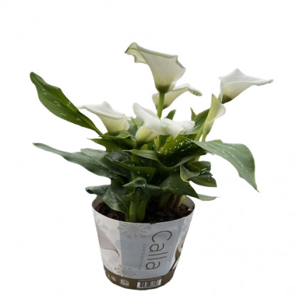 Arum Zantedeschias