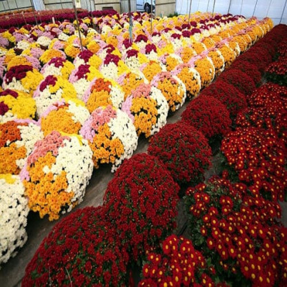 Multifleurs 40x40 Tricolor