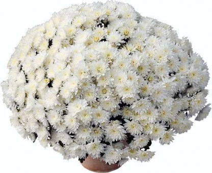 Multifleurs 40x40 Matou Blanc
