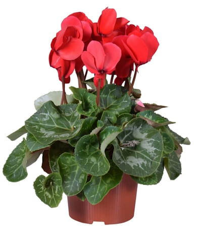 Cyclamen 3/5 Fleurs