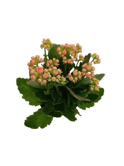 Kalanchoé Nu