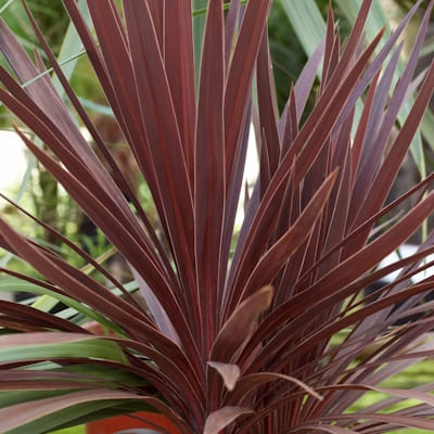 Cordyline Australis Red Star