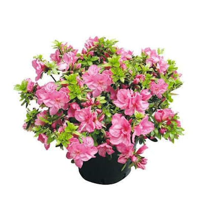 Azalée Japonais D40 Variés