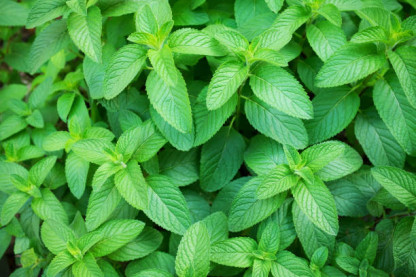 Menthe Bergamote