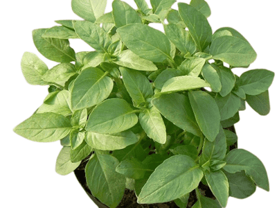 Basilic Marseillais
