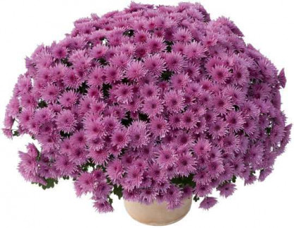 Multifleurs 25X25 Manga Mauve