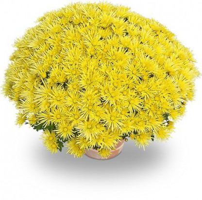 Multifleurs 25X25 Luxor jaune