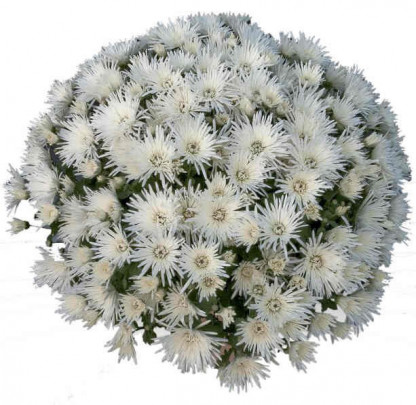 Multifleurs 25X25 Vito Blanc