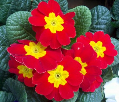 Prim. Tiara Red