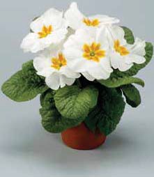 Prim.Tiara White