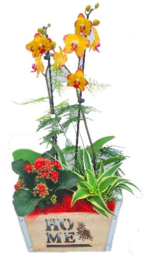 PHAL/Rectangle Home (2)