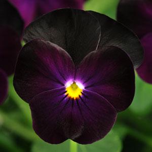 V. Cornuta Sorbet Blackberry