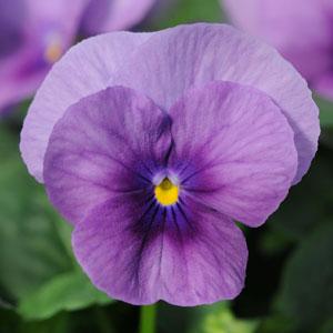 V. Cornuta Sorbet Purple Ice