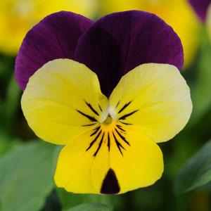 V. Cornuta Sorbet Yellow Jump Up