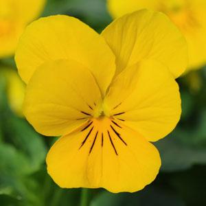V. Cornuta Sorbet Yellow Pur