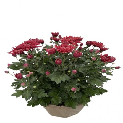 Coupe Grosses Fl  6/7 T Fantaisie Youko