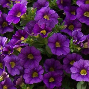 Pétunia Cal. Callie Purple violet
