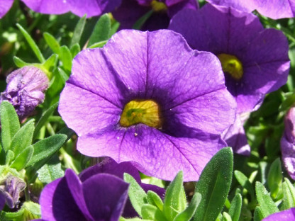 Pétunia Calibrachoa Dark Blue