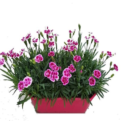 Jardinière Dianthus Pink Kiss J25 cm