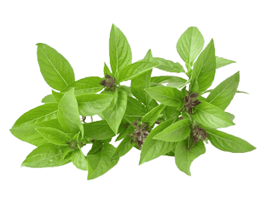 Basilic Thai