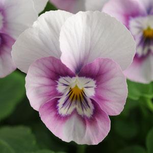 V. Cornuta Sorbet Pink Halo