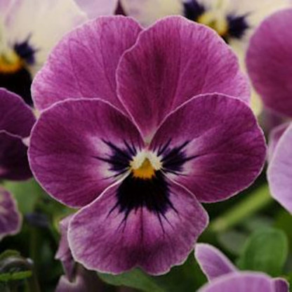 V. Cornuta Sorbet Raspberry