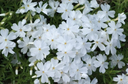 Phlox Subulata White Delight