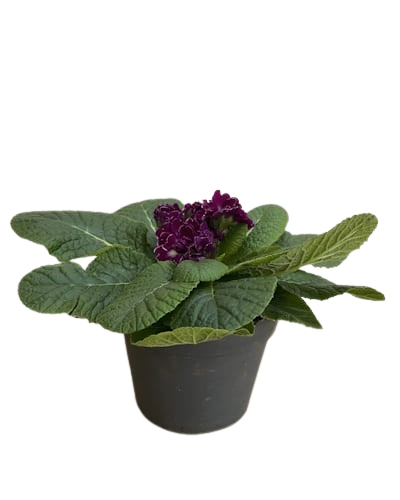 Primevère Fleurs Doubles