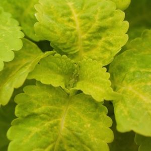 Coléus Fairway Lemon