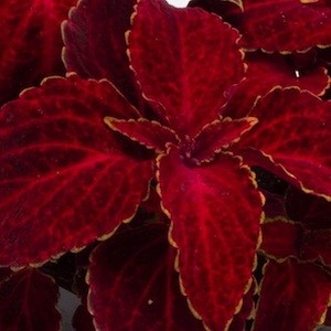 Coléus Fairway Red Velvet