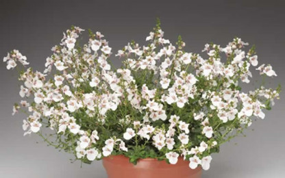 Diascia Flying Colors Blanc